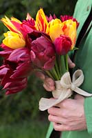 Woman holding bouquet of Tulipa 'National Velvet, 'Synaeda King', 'Olympic Flame' and 'Lasting Love'