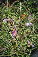 Deadheaded cosmos flower waste in a black trug - September 