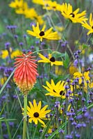 Kniphofia rooperi - Rooper's red-hot poker with and Rudbeckia. September 