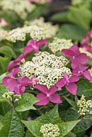 Hydrangea macrophylla teller 'Lady in Red'