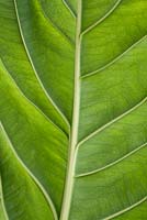 Anthurium jenmanii leaf
