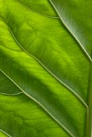 Anthurium jenmanii leaf 