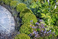 Fatsia japonica, Polemonium 'Heaven Scent', Clipped Buxus balls, Ophiopogon planiscapus 'Nigrescens' and Festuca glauca - Hidden Gems of Worcestershire, RHS Malvern Spring Festival 2016. Design: Nikki Hollier. Silver, Best Festival Garden