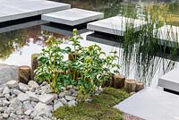 Stepping stones over a pond with stones and Paeony bush. A Japanese Reflection, RHS Malvern Spring Festival 2016. Design: Peter Dowle and Richard Jasper, Howle Hill Nursery