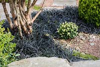 Multistem Pinus sylvestris underplanted with Ophiopogon planiscapus 'Nigrescens', A Japanese Reflection, RHS Malvern Spring Festival 2016. Design: Peter Dowle and Richard Jasper, Howle Hill Nursery