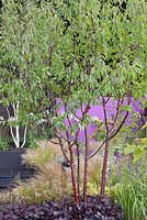 Prunus serrula with dark red heucheras, stipa tenuissima and purple wall behind. RHS Tatton Flower Show 2011, Cheshire
