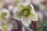 Helleborus 'Walberton's Ivory Prince' - lenten rose

