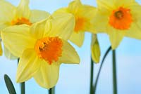 Narcissus 'Juanita', Daffodil Div 2 Large-cupped