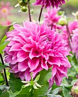 Dahlia 'Elma E'