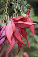 Clianthus puniceus - lobster claw