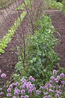 Twiggy pea sticks used as supports in vegetable plot 