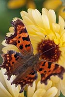 Comma butterfly on yellow flower - Polygonia c-album