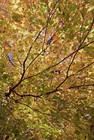 Fagus sylvatica in autumn - beech tree