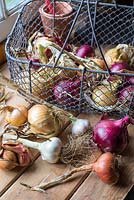 Selection of garden produce, garlic - 'Cristo', Onion 'Red Baron', Onion 'Stuttgarter' and Shallot 'Red Sun'.