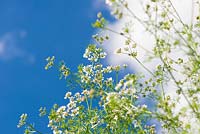 Cilantro - garden coriander in flower providing a nectar source.

