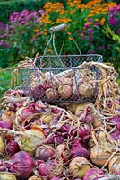 Selection of garden produce, garlic - 'Cristo', Onion 'Red Baron', Onion 'Stuttgarter' and Shallot 'Red Sun'.

