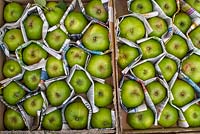 Bramley Apples - Malus domestica 'Bramley's Seedling' stored with newspaper protection to prevent rot transmission.