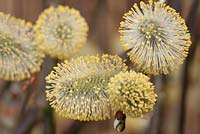 Salix caprea 'Kilmarnock' catkins - kilmarnock willow 