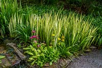 Iris pallida 'Aurea variegata' and Candelabra  Primula - Trebah gardens, Cornwall