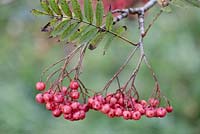 Sorbus 'Eastern Promise' - mountain ash