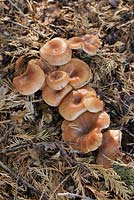 Lepista flaccida, syn. Clitocybe flaccida -  tawny funnel mushrooms 