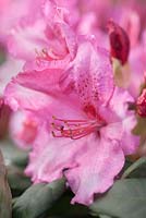 Rhododendron 'Walkure' 
