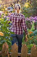 Woman harvesting vegetables in the garden.