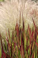 Imperata cylindrica 'Rubra' with Stipa tenuissima - blood grass, ponytail grass