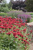 Monarda 'Gardenview Scarlet' with views to summer borders beyond. The Floral Labyrinth at Trentham Estate Gardens.
