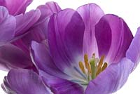 Tulipa 'Bleu Aimable' on white background