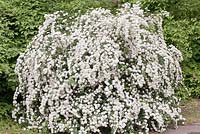 Spirea nipponica 'Snowmound' - bridal wreath spirea

