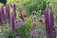 Papaver 'Patty's Plum', Lupinus 'Masterpiece' and Allium christophii in purple and white border with red oriental poppy