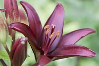 Lilium landini - asiatic lily 