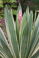 Yucca gloriosa variegata flower bud - spanish dagger 