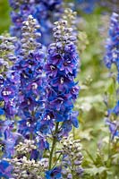 Delphinium elatum 'Guardian Blue'