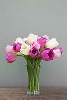 Tulipa 'Attila', 'Catherina' and 'Rosalie' in vase
