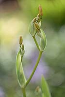 Belamcanda chinensis buds - blackberry lily