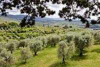 Villa Gamberaia, Settignano, Florence, Tuscany, Italy. Olive grove in the grounds of the house