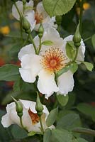 Rosa pimpinellifolia 'Golden Wings'