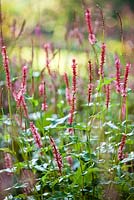 Persicaria amplexicaulis 'Orange Field'