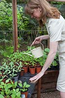 Lady watering plants in greenhouse, tomatoes, courgettes, artichokes, dahlias, using small watering can