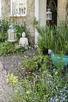 Insect friendly plants around Brigit Strawbridge's front door in the historic Pump Yard include forget-me-nots, Limanthes douglasii, the poached egg plant, and Cerinthe major 'Purpurascens'.