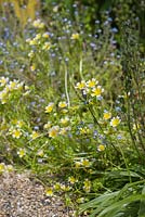 Limnanthes douglasii, the poached egg plant, mingles with forget-me-nots outside Brigit's cottage.