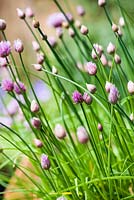 Allium schoenoprasum - Chives