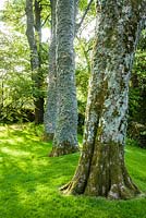 Lichened trunks of sycamores.