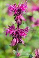 Monarda 'Gewitterwolke'. Hunting Brook Garden, Co Wicklow, Ireland