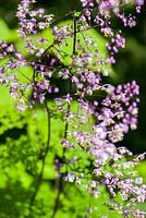 Thalictrum 'Splendide'. Hunting Brook Garden, Co Wicklow, Ireland