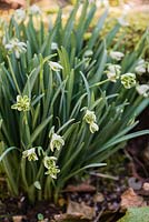 Galanthus 'Blewbury Tart'