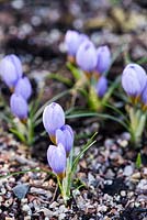 Crocus sieberi atticus varlousia