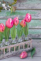 Miniature glass milk bottles containing Tulipa 'New Santa'